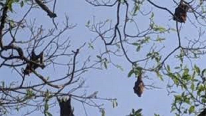 'চাঁদের আলোয় ডানার ছায়া'